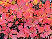 SPIRAEA BETULIFOLIA