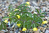 ANEMONE RANUNCULOIDES WOCKEANA