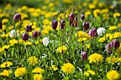 TARAXACUM OFFICINALE AND FRITILLARIA MELEAGRIS