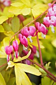 DICENTRA GOLDHEART