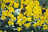 ERYSIMUM WALBERTONS FRAGRANT SUNSHINE