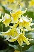 ERYTHRONIUM PAGODA