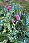 FRITILLARIA MELEAGRIS