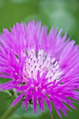 CENTAUREA JOHN COUTTS