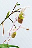 PHRAGMIPEDIUM PULCHELLUM