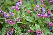 PULMONARIA OFFICINALIS