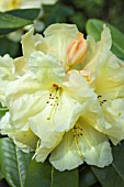 RHODODENDRON HAIDA GOLD