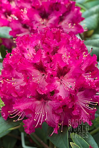RHODODENDRON_MARIE_FORTIER