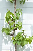 VITIS VINIFERA BUCKLAND SWEETWATER