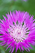 CENTAUREA JOHN COUTTS