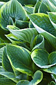 HOSTA FORTUNEI GREEN GOLD