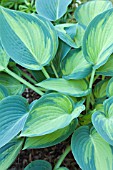 HOSTA JUNE