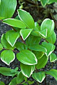 POLYGONATUM ORORATUM VARIEGATUM