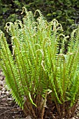 POLYSTICHUM MUNITUM