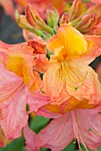 RHODODENDRON MT ST HELENS