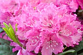 RHODODENDRON ROCKET