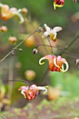 EPIMEDIUM GRANDIFLORUM