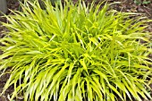 HAKONECHLOA MACRA ALL GOLD