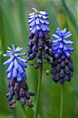 MUSCARI LATIFOLIUM