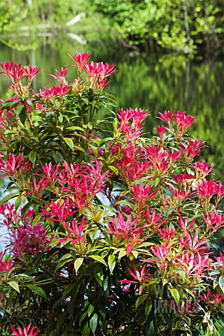 PIERIS_JAPONICA_WHITE_RIM