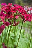 PRIMULA MILLERS CRIMSON