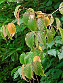 STACHYURUS PRAECOX (YOUNG FLOWER BUDS)