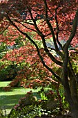 ACER PALMATUM RUBRUM