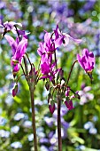 DODECATHEON PULCHELLUM