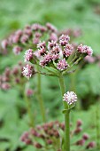 PETASITES FRIGIDUS