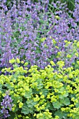 ALCHEMILLA MOLLIS & NEPETA SIX HILLS GIANT