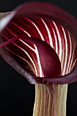 ARISAEMA SPECIOSUM