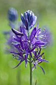 CAMASSIA QUAMASH