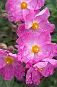 CISTUS SILVER PINK