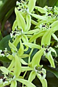 COELOGYNE GREEN DRAGON CHELSEA