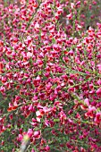 CYTISUS WINDLESHAM RUBY