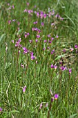 DODECATHEON PULCHELLUM