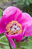 PAEONIA ARIENTINA