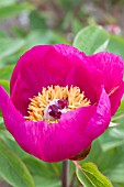 PAEONIA ARIENTINA