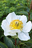 PAEONIA WHITE WINGS