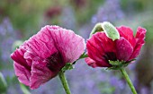 PAPAVER ORIENTALIS PATTYS PLUM