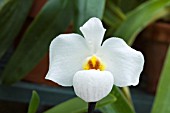PAPHIOPEDALUM EMERSONII ARMENI WHITE