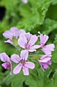 PELARGONIUM ATTAR OF ROSES