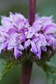 PHLOMIS TUBEROSA AMAZONE