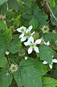 RUBUS KARAKA BLACK IN FLOWER