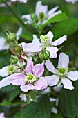 RUBUS FRUTICOSUS CHESTER IN FLOWER