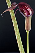 ARISAEMA SPECIOSUM