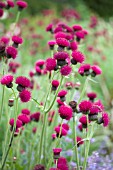 CIRSIUM RIVULARE ATROPURPUREUM