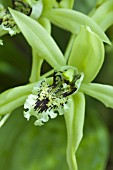 COELOGYNE GREEN DRAGON CHELSEA