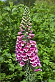 DIGITALIS PURPUREA HYACINTH FLOWERED