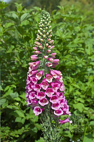 DIGITALIS_PURPUREA_HYACINTH_FLOWERED